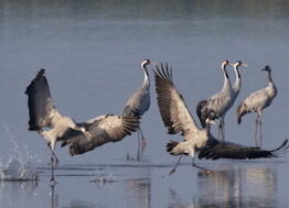 En février et en mars, rendez-vous au Lac du Der en Champagne pour assister à la migration des grues cendrées