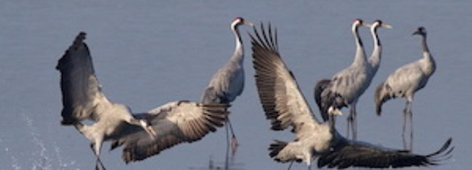 En février et en mars, rendez-vous au Lac du Der en Champagne pour assister à la migration des grues cendrées